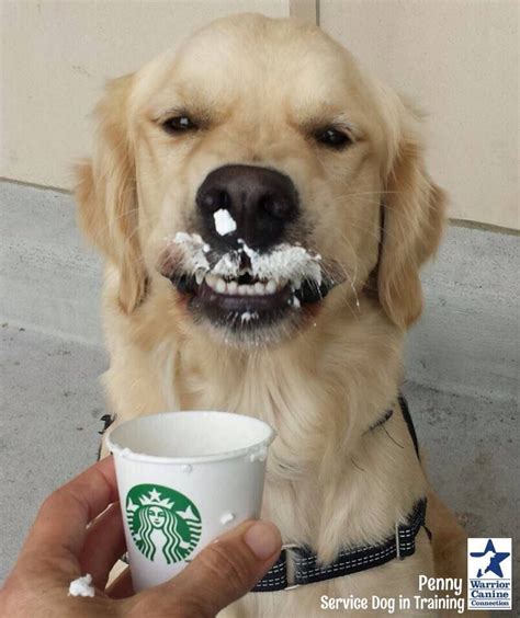 Love My Starbucks Cute Dogs And Puppies I Love Dogs Golden Retriever