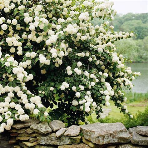Aug 04, 2021 · flowering dogwood trees and flowering shrubs with attractive foliage can be used as a border for landscaping property lines or to define distinct outdoor spaces. Best Flowering Shrubs for Hedges | Garden shrubs ...