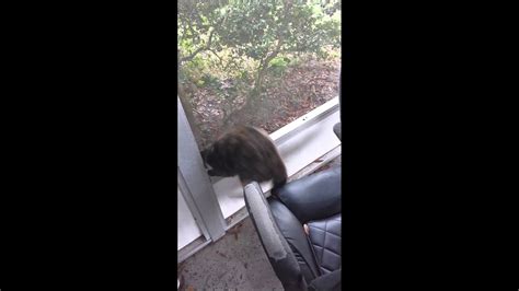 Cat Trying To Jump Through Screen Youtube