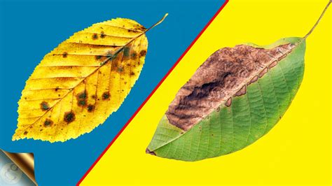 Top 10 Causes For Leaf Yellowing And Leaf Burning With Treatment