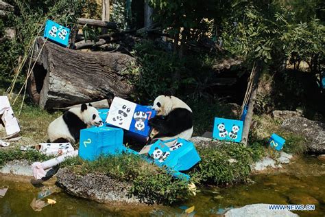 Twin Giant Pandas Celebrate Second Birthday In Austria Xinhua