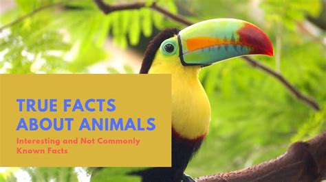 Weird But True Facts About Animals Youtube