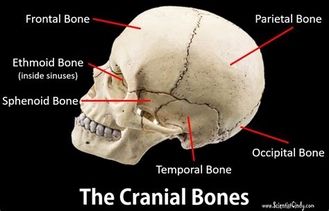 Eight Bones Of The Cranium