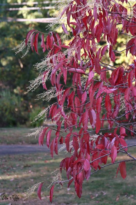 The bright orange fall foliage and small, bright fruit that remain attached, make this tree a favorite for leaf peepers and bird lovers alike. sourwood Oxydendrum arboreum from New England Wild Flower ...