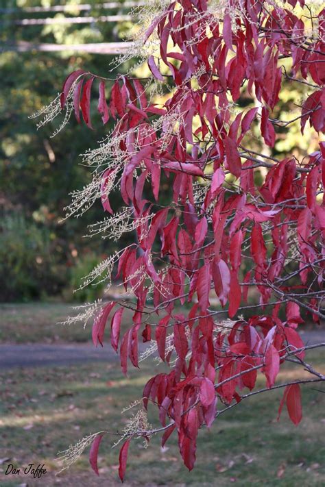 Native to most of the central and eastern us but not new england, it is widely naturalized. sourwood Oxydendrum arboreum from New England Wild Flower ...