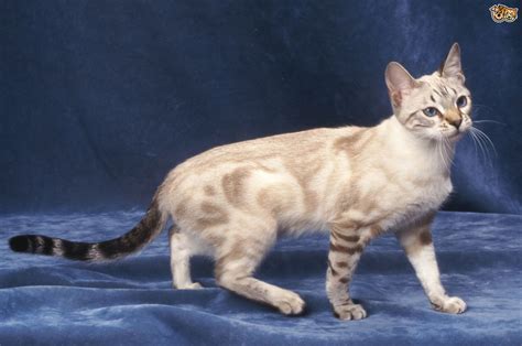 The coat of the bengal is short and may even feel a little rough naturally. Bengal Cat Colours and Coat Types | Pets4Homes
