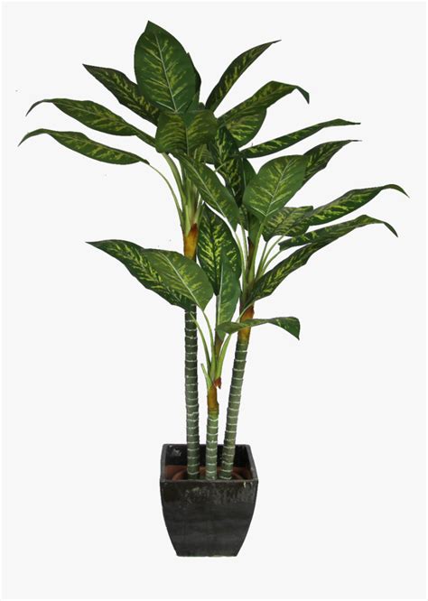 Transparency is the extent to which investors have ready access to required financial information about a company, such as price levels, market depth, and audited financial reports.investors also. Office Plant Png Transparent Background - Plant Cut Out ...