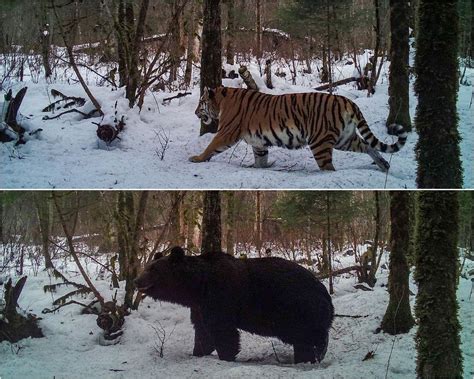 Siberian Tiger And Ussuri Brown Bear Registered On The Same Trail At