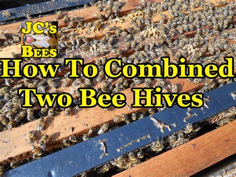 How To Combining Two Bee Hives Together Youtube