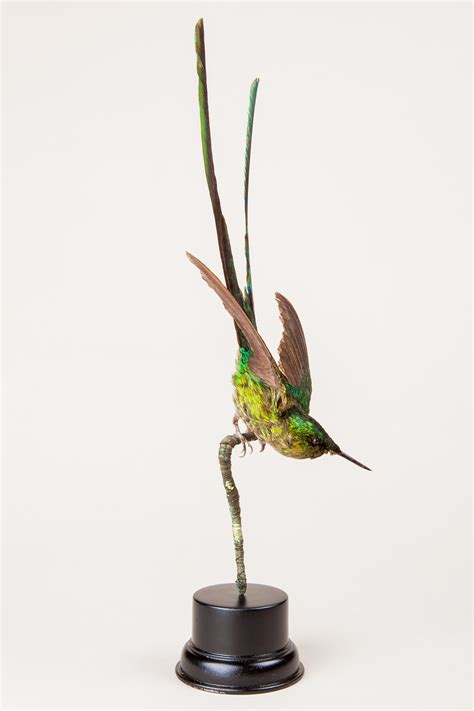 Taxidermy Hummingbird