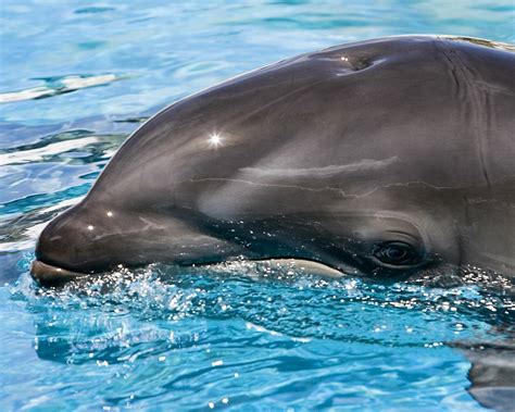 Scientists Discover Rare Dolphin Whale Hybrid Near Hawaii Weird News