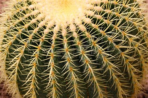 A cactus can signify heat, resilience, and resourcefulness. Quills And Prickly Cactus Spines Of A Dangerous Succulent ...
