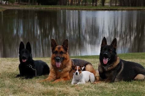 Workingline straight back german shepherd puppies. German Shepherd Puppies West Virginia | PETSIDI