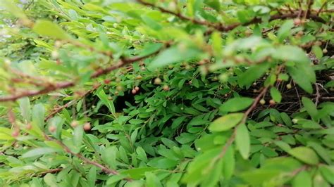 Phyllanthus Myrtifolius Mouse Tail Plant Beautiful Flower YouTube
