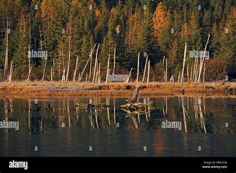 Autumn Landscape With Lake At The Chugach National Forest Usa Alaska