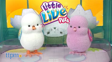 Little Live Pets Surprise Chick & Surprise Chick House ...