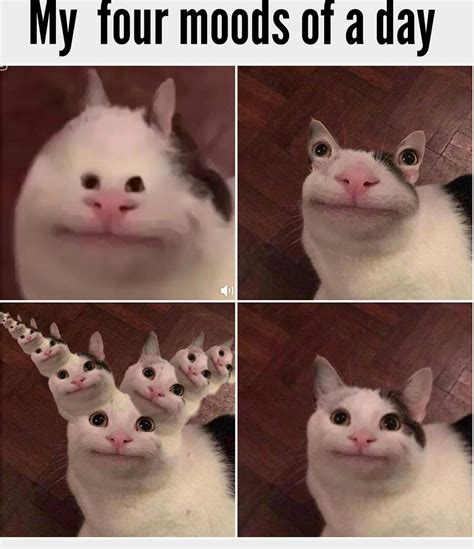 Polite Cat Memes The Meme Pics Of Cat Whose Expression