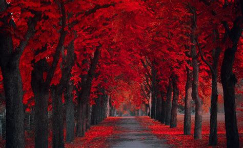 Tree Lined Autumn Road Fondo De Pantalla Hd Fondo De Escritorio