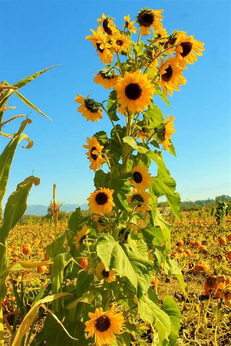 29 Stunning Sunflower Garden Ideas Sunflowers And