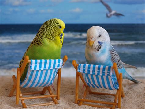 Bondi Beach Budgies Budgies Bird Funny Parrots Pet Birds