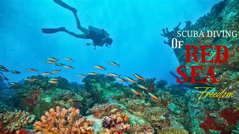 RED SEA SCUBA DIVING 🤿 (You Won't Believe Your Eyes) - YouTube