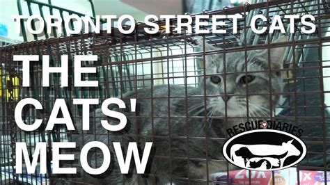 Toronto Street Cats The Cats Meow Youtube