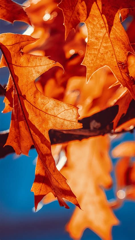 Autumn Leaves Wallpaper 4k Orange Leaf Sunlight Closeup 5k Nature