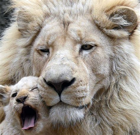 Lion Cub Gets Cozy With Its Father Picture Cutest Baby Animals From