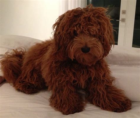 Goldendoodles and mini goldendoodles are a mix of a poodle (or mini poodle) with a golden retriever. Teddy Bear Goldendoodles | teddy.jpg | Toy goldendoodle, Schnoodle dog, Labradoodle goldendoodle