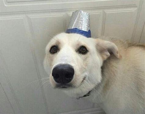 27 Hilarious Memes Of Dogs Wearing Hats Tail Threads