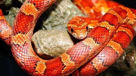 Download wallpaper 1920x1080 snake, color, reptile full hd, hdtv, fhd