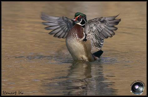 Wood Duck Wood Duckwing Stretchhpon0608 Stewart Ho Flickr