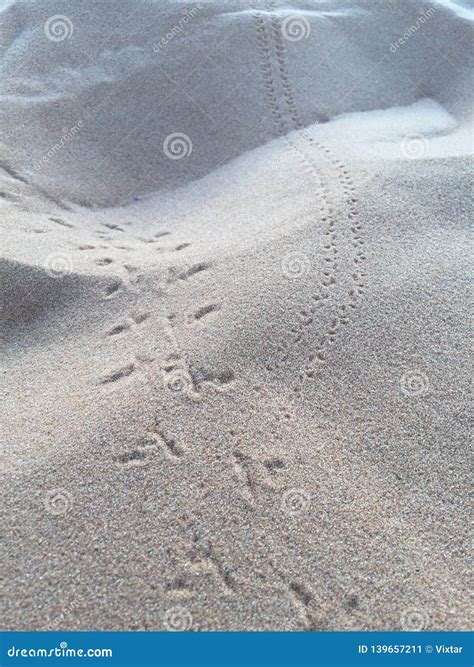 Tracks And Prints In The Sahara Desert Stock Image Image Of Earth