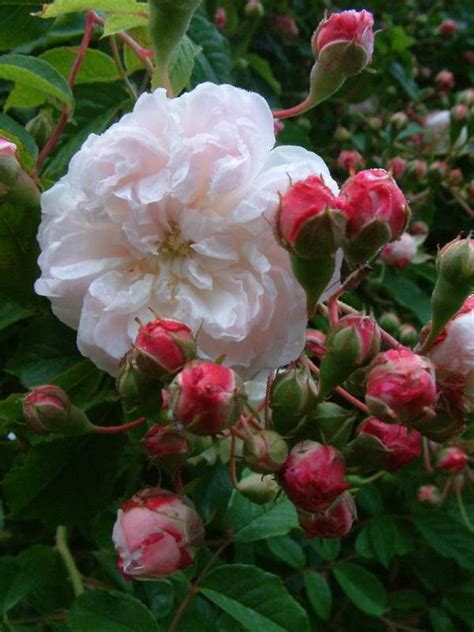 Hybrid Sempervirens Rose Rosa Princess Marie France 1829