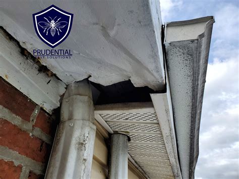 In 2010, the population was 10,038 according to the census. Wildlife Pest Control Archives - Prudential Pest Solutions