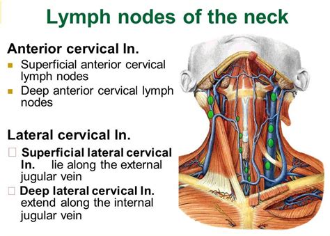 Lymph Node Back Of Neck Anatomy Causes For Swollen Lymph Nodes In The