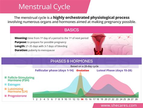 Menstrual Cycle Phases Hormones SheCares