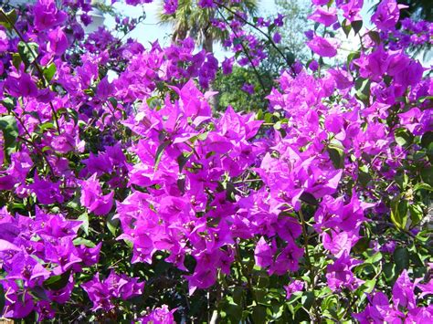 Our full sun perennials are perfect for hot, sunny spots in your garden. Bougainvillea, drought tolerant, sun loving and full of color | Drought tolerant landscape front ...