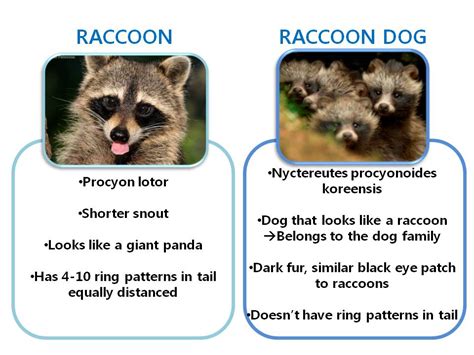 Kaist Raccoon Dog