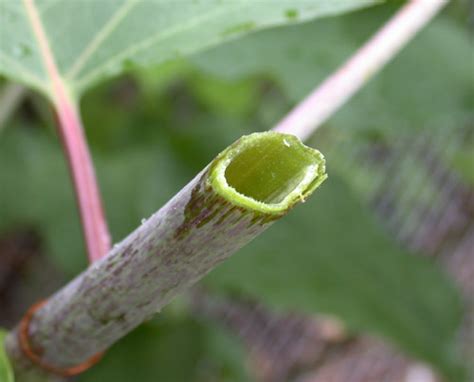 Can i contact urbanstems through facebook, twitter or instagram? Polygonum cuspidatum | UMass Amherst Landscape, Nursery ...