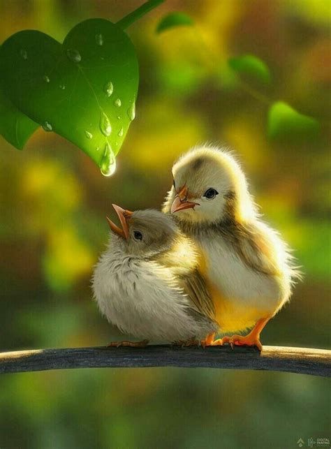 Visit The Post For More In 2020 Nature Animals Pet Birds Cute Baby