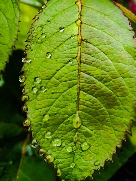 Premium Photo Close Up Of Wet Leaves