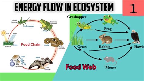 Energy Flow In Ecosystem 01 Ecosystem Food Chain Food Web Std