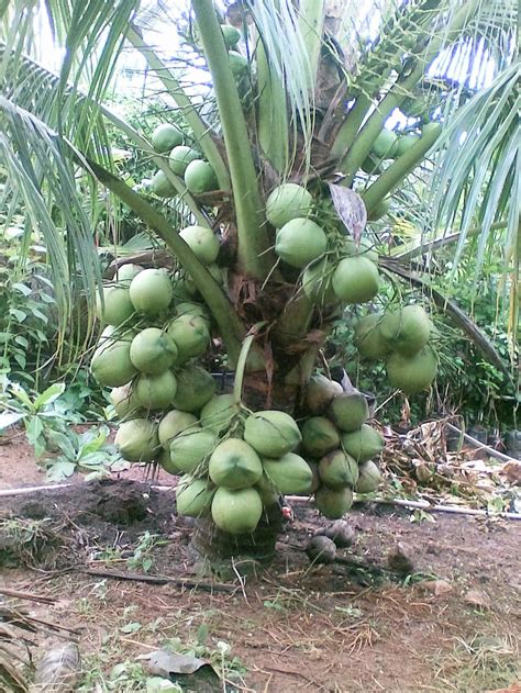 Những Hình ảnh Cây Dừa đẹp Nhất