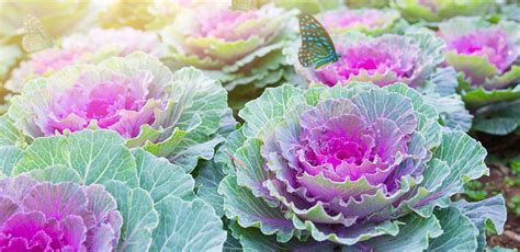 Ornamental Cabbage And Kale Meadows Farms Nurseries And Landscaping