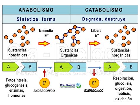 Biología Didáctica Nsc 5° Metabolismo Celular