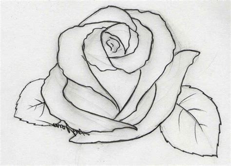 Tutorial For Drawing Simple Roses Flower Drawing Tuto