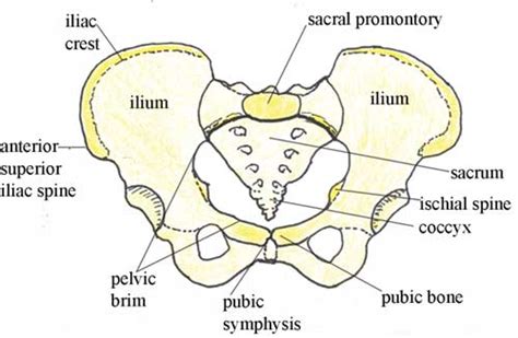 Female Pelvic Bones Emis Stethoscope