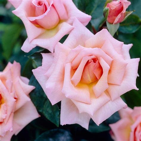 Climbing roses make an elegant, beautiful covering for nearly any horizontal or vertical structure. Large 6-7ft Specimen - Climbing Rose Compassion - Scented ...