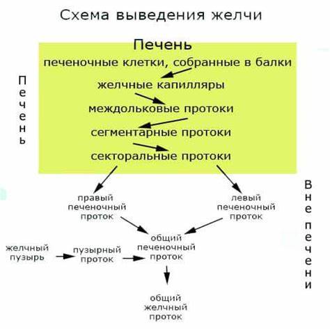 Желчь в организме диета